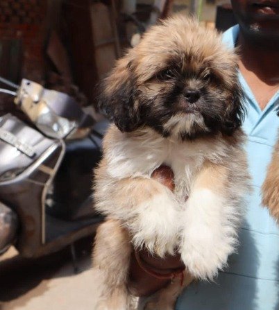 Purchase KCI Registered Lhasa Apso Puppy from Goa